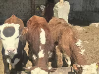 Bou, Vaca kazahă cu cap alb — foto 6