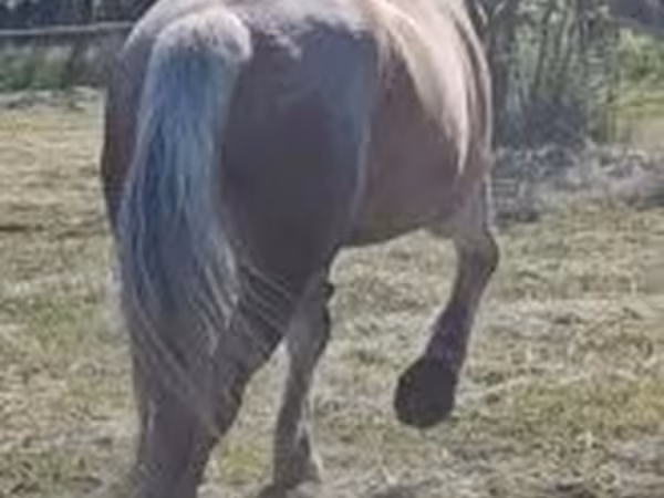 母马, Horses