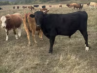 گاو ماده, Latvian Blue cattle — عکس 2