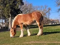 گھوڑی, Shire — تصویر 8