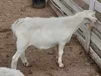 بز نر, Saanen goat — عکس 2