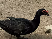 Ducks — fotografija 2