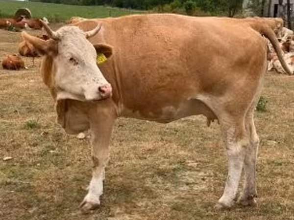 Cow, Simmental cattle — Hungary