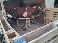 公马, Horses — 照片 2