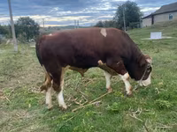 گاو نر, Simmental cattle — عکس 3