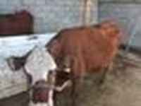 Koe, Latvian Blue cattle — foto 7