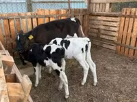 วัวตัวผู้, Russian Black pied cattle — รูปภาพ 1