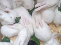Dovşan yemləri 1-kq 2-azn. Sadə Dovşan 🐰 yemi 2-azn. vitaminli yemlər — 3 зураг
