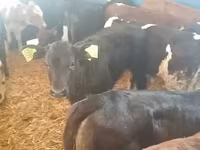 گاو نر, Simmental cattle — عکس 2