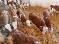 Býk, Simmental cattle — foto 5