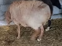 Овен, Rhon sheep — снимка 6