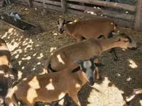 Qoç, Cameroon sheep — foto 6