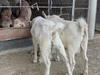 بز ماده, Saanen goat — عکس 5