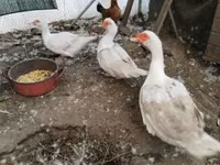 Ducks — foto 3