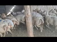 Ido, Sheep — sawirka 2