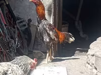 Chickens — foto 1