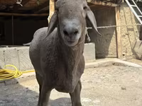 Montone, Arashan sheep — foto 3