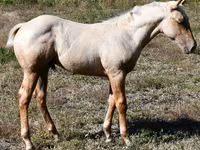Адуу, Quarter Horse — 4 зураг
