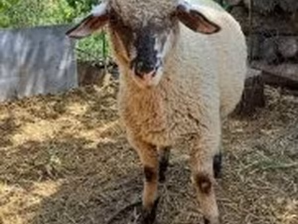 Beran, White Suffolk sheep