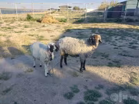 Овен, Arabi sheep — снимка 1