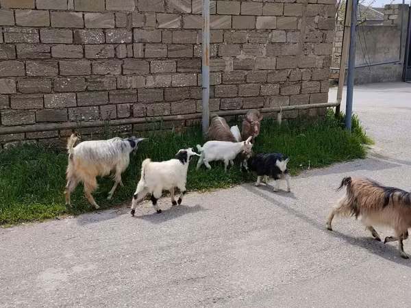 Goat, Goats — Azerbaijan