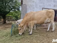 Kuh, Limousin-Kuh — Foto 6