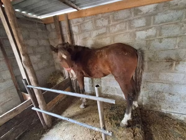 Hingst, Heste