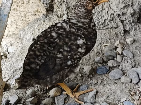 Chickens