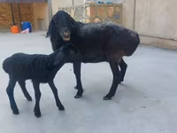 በጎች (ቡድን፣ ጾታ አልተጠቀሰም), Sheep — ፎቶ 6