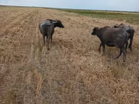母牛, African Buffalo — 照片 3