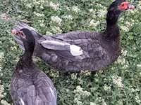 Ducks — foto 5