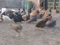 Chickens — รูปภาพ 6