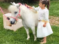 Stute, Miniature horse — Foto 6