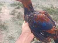 Chickens — عکس 4