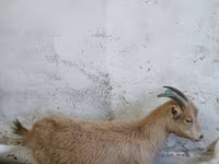 عنزة, Saanen goat — الصورة 1