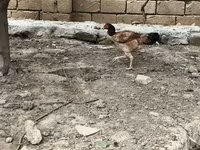 Chickens — zdjęcie 4