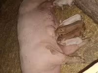 Scrofa, Maiali — foto 2