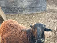 قوچ, Romanov sheep — عکس 6