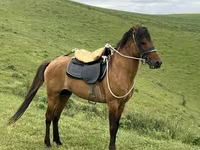 اسب نر, Azerbaijan horse — عکس 5