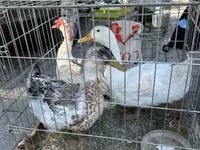 Chickens — Foto 3