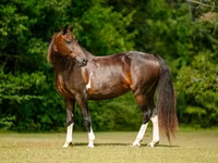 Кобила, American paint horse — снимка 3