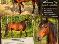 Kobyła, Rocky Mountain Horse — zdjęcie 1
