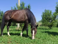 مادیان, Akhal-Teke — عکس 3
