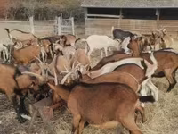 Ged, Alpine goat — foto 3