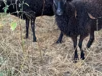 Pecora, Racka sheep — foto 6