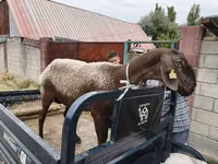Vædder, Hissar sheep — foto 1