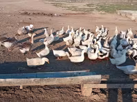 Pekin Jerman — foto 3