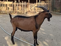 Buk, Alpine goat — foto 4