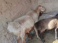 میش, Arashan sheep — عکس 3