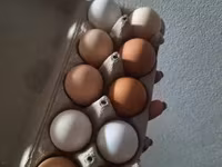 Chickens — zdjęcie 2